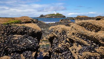 Godrevy rocks This landscape photograph features the rugged Godrevy rocks along the coastline of Cornwall, England, in the United Kingdom. Taken in the early afternoon during the summer season, the image shows intertidal rocks densely covered with mussels and barnacles at low tide, with the sea stretching out toward Godrevy Island in the distance. Prominently situated on the island is the well-known Godrevy Lighthouse, a landmark overlooking the waters of St Ives Bay. Bright sunlight illuminates the scene, highlighting the contrast between the textured rocks in the foreground and the blue sea and sky beyond.